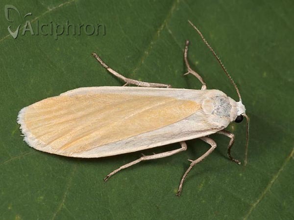 Eilema sororcula