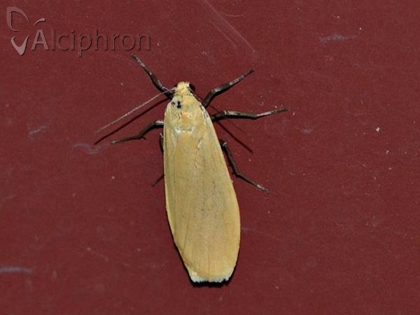 Eilema sororcula