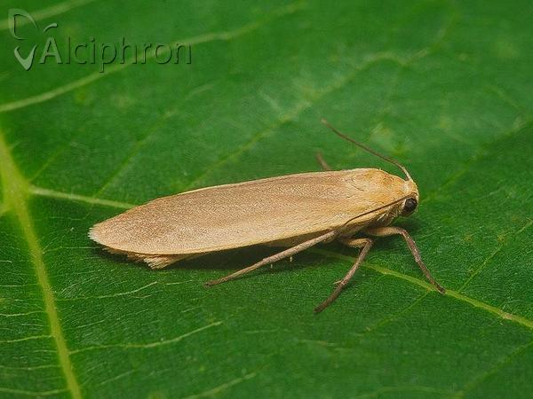 Eilema sororcula