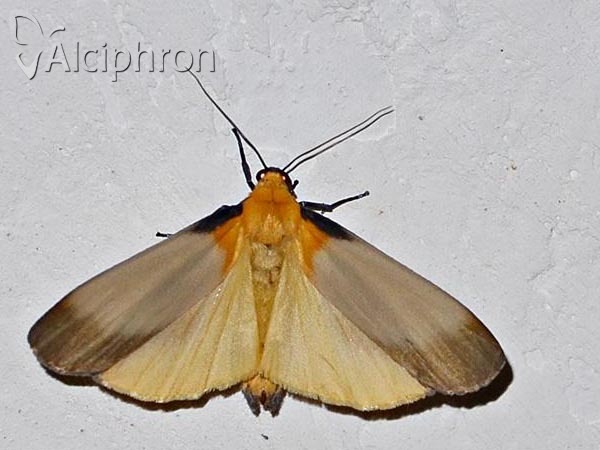 Lithosia quadra