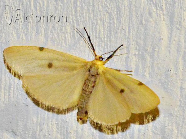 Lithosia quadra