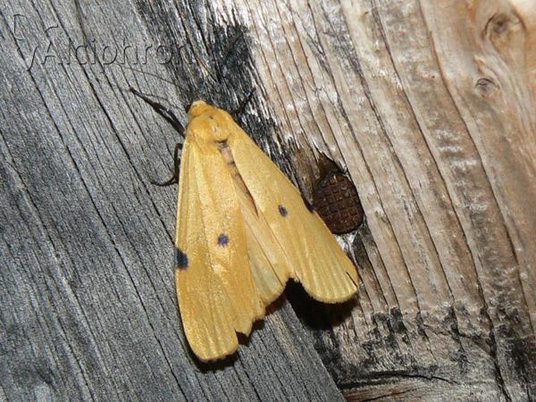 Lithosia quadra