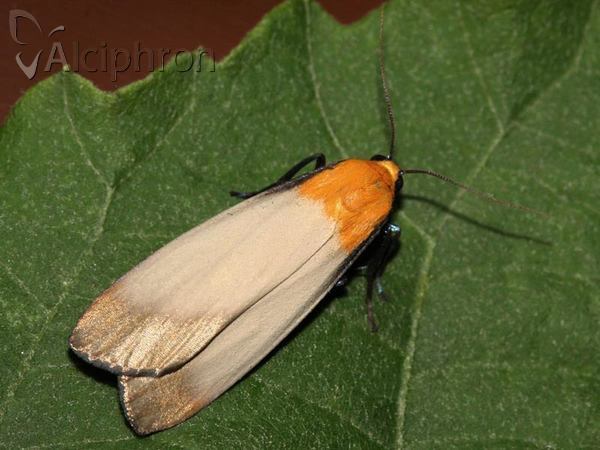 Lithosia quadra