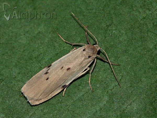 Pelosia muscerda