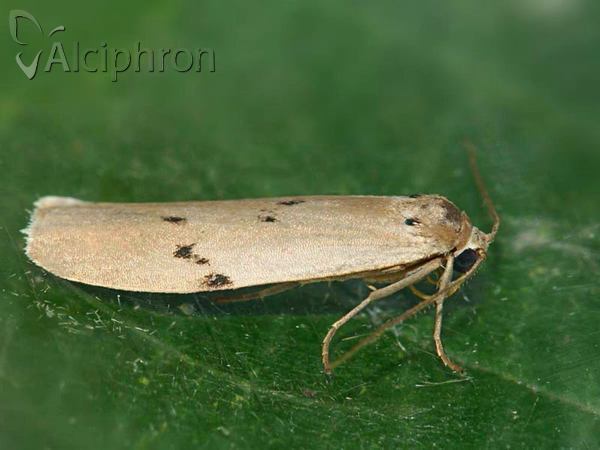 Pelosia muscerda
