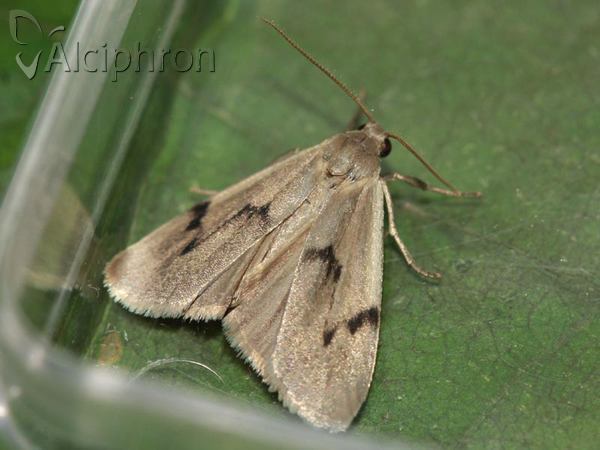 Pelosia muscerda