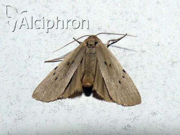 Pelosia muscerda