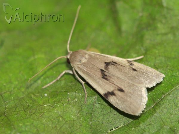 Pelosia muscerda