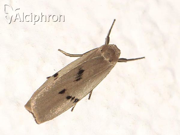 Pelosia muscerda