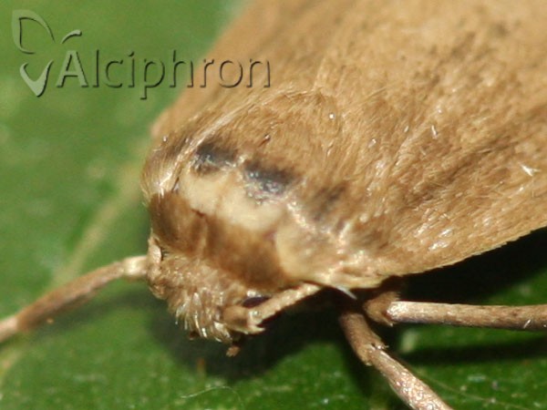 Pelosia obtusa