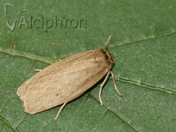 Pelosia obtusa