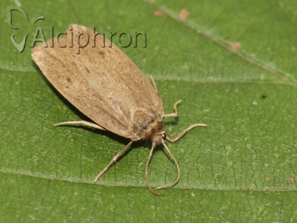 Pelosia obtusa