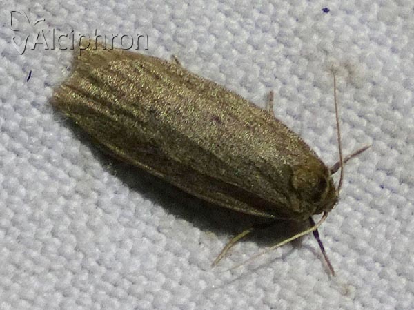 Pelosia obtusa