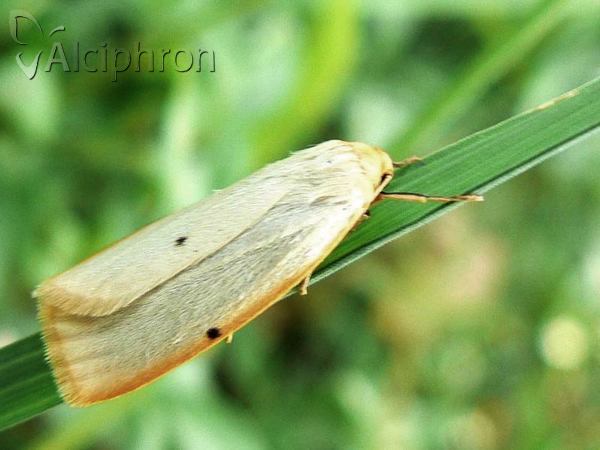 Cybosia mesomella