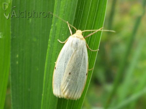 Cybosia mesomella