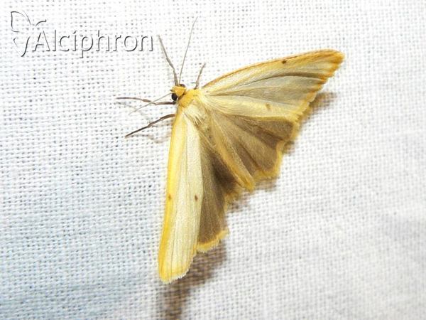 Cybosia mesomella