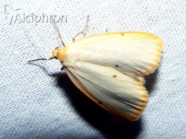 Cybosia mesomella