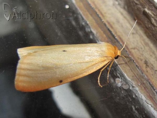 Cybosia mesomella