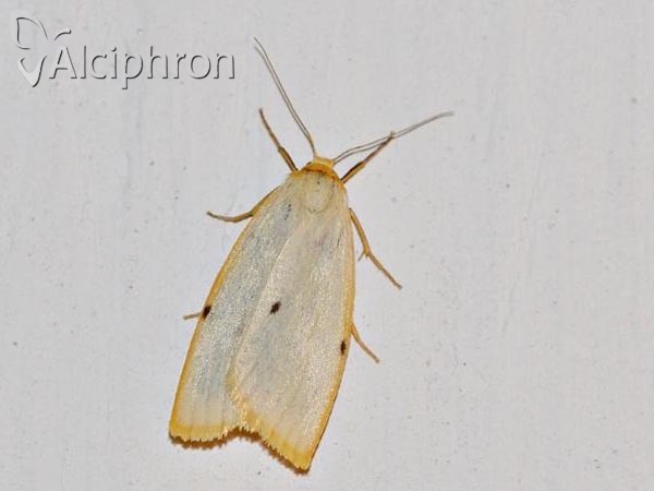Cybosia mesomella