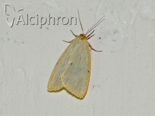 Cybosia mesomella