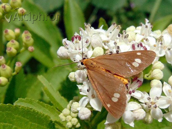 Dysauxes ancilla