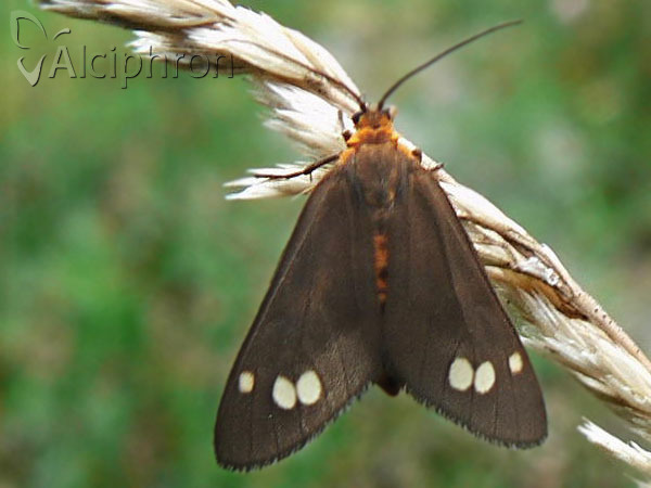 Dysauxes ancilla