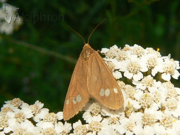 Dysauxes ancilla
