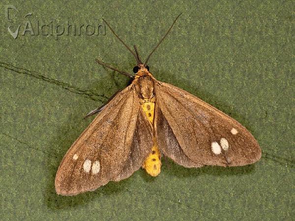Dysauxes ancilla