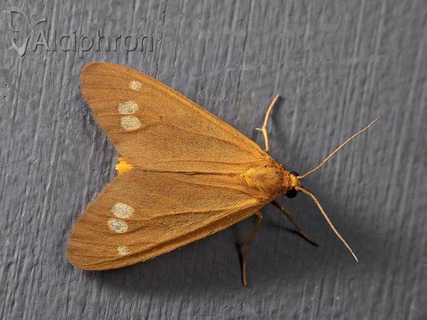 Dysauxes ancilla