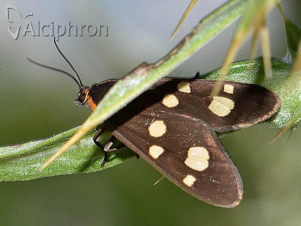 Dysauxes famula