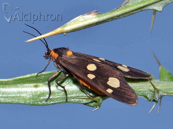 Dysauxes famula