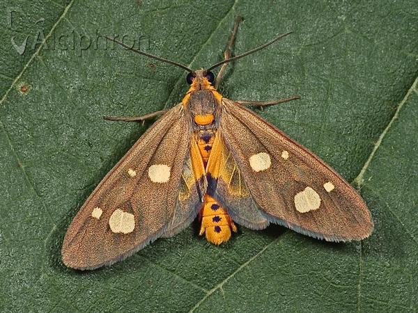 Dysauxes famula