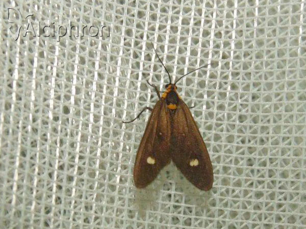 Dysauxes famula