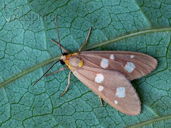 Dysauxes famula