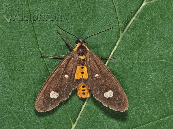 Dysauxes famula