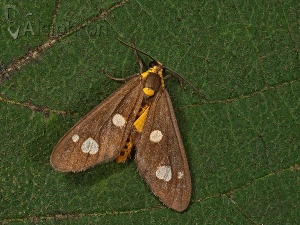 Dysauxes famula