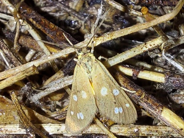 Dysauxes punctata