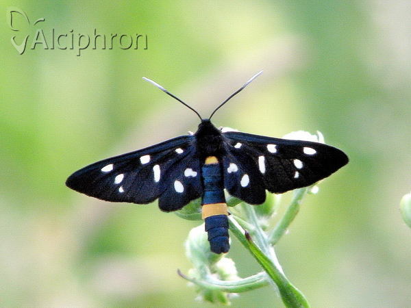 Amata phegea