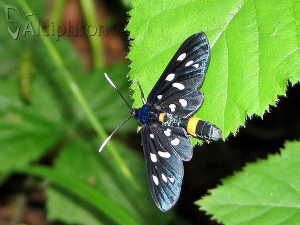 Amata phegea