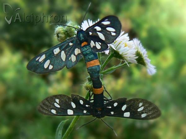 Amata phegea