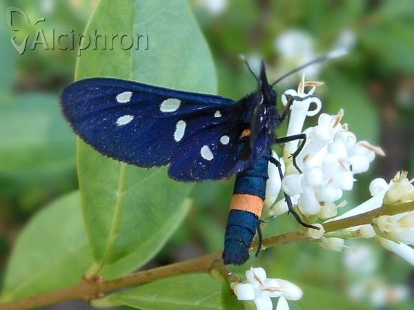 Amata phegea