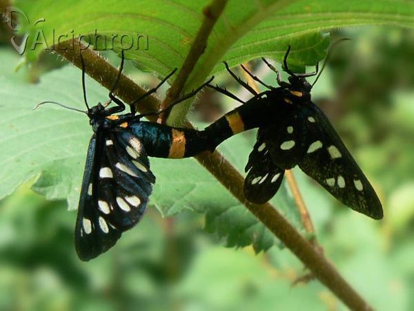 Amata phegea