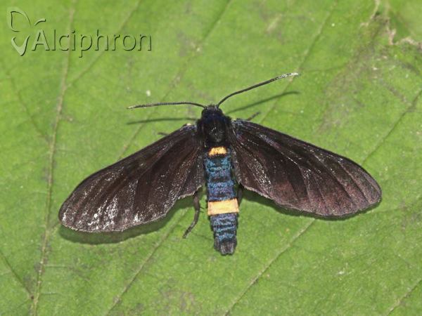 Amata phegea
