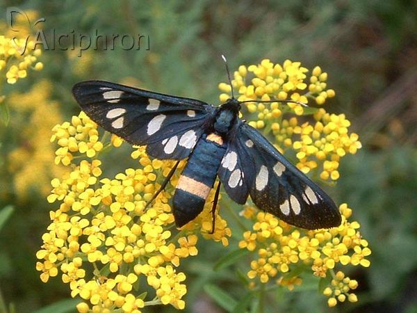 Amata phegea