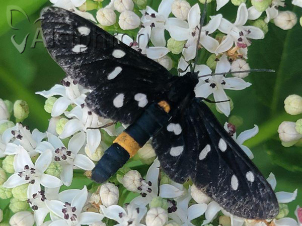 Amata phegea