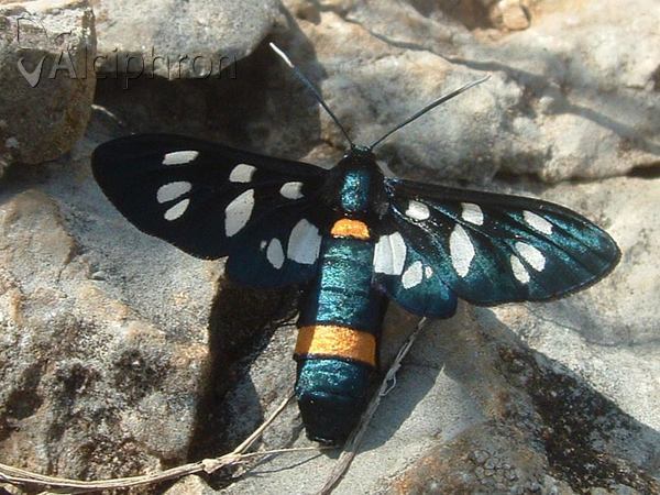 Amata kruegeri