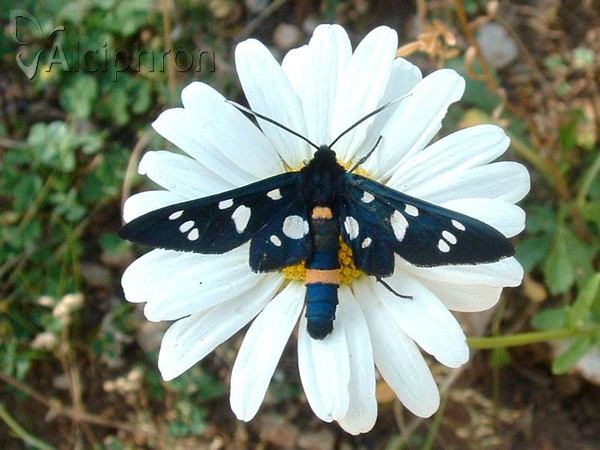 Amata kruegeri