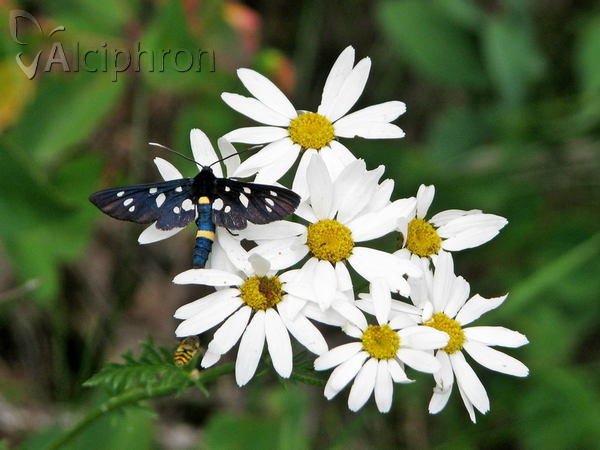 Amata kruegeri