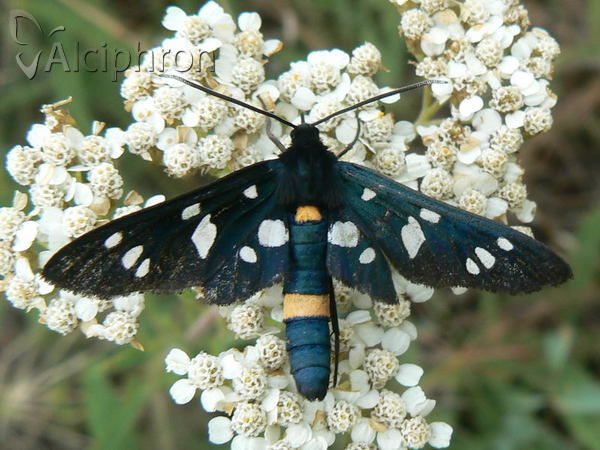 Amata kruegeri