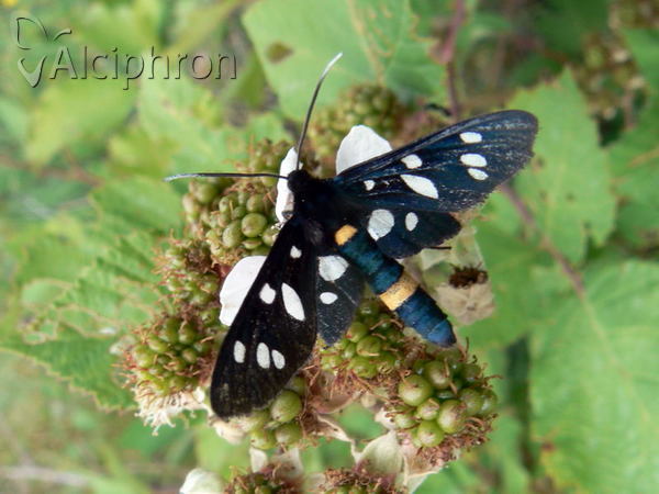Amata kruegeri